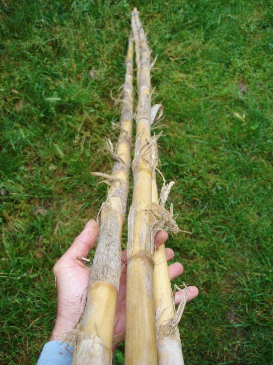 3 longues perches de bambou