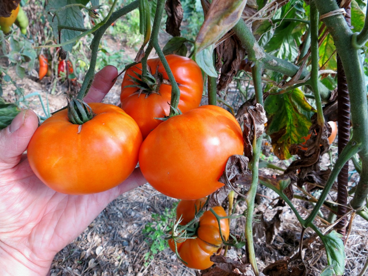 Mon palmarès des tomates 2014