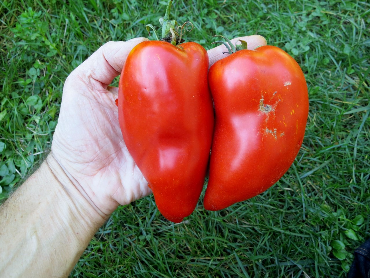 Mon palmarès des tomates 2015