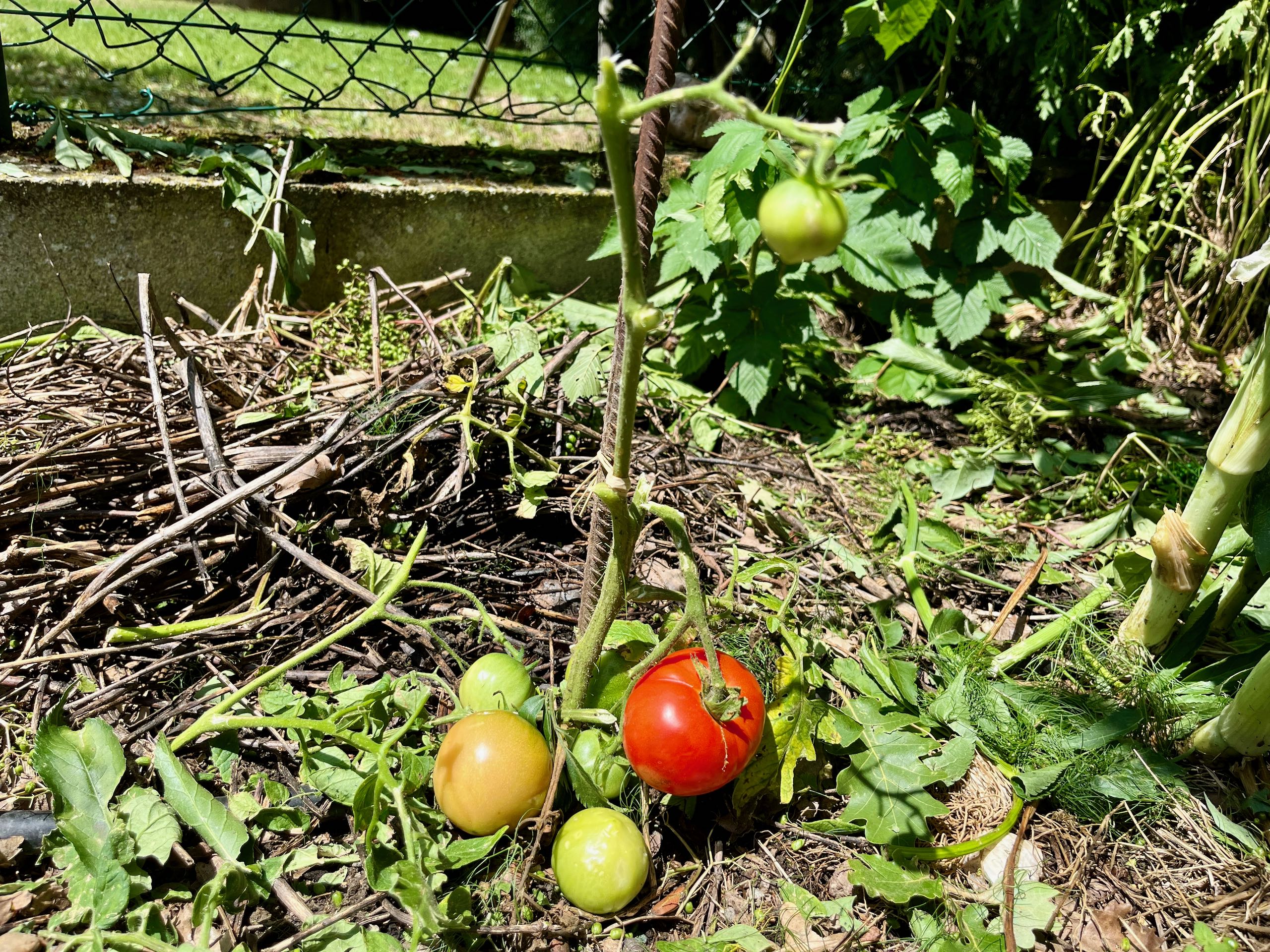 Première récolte de la tomate parthénocarpique