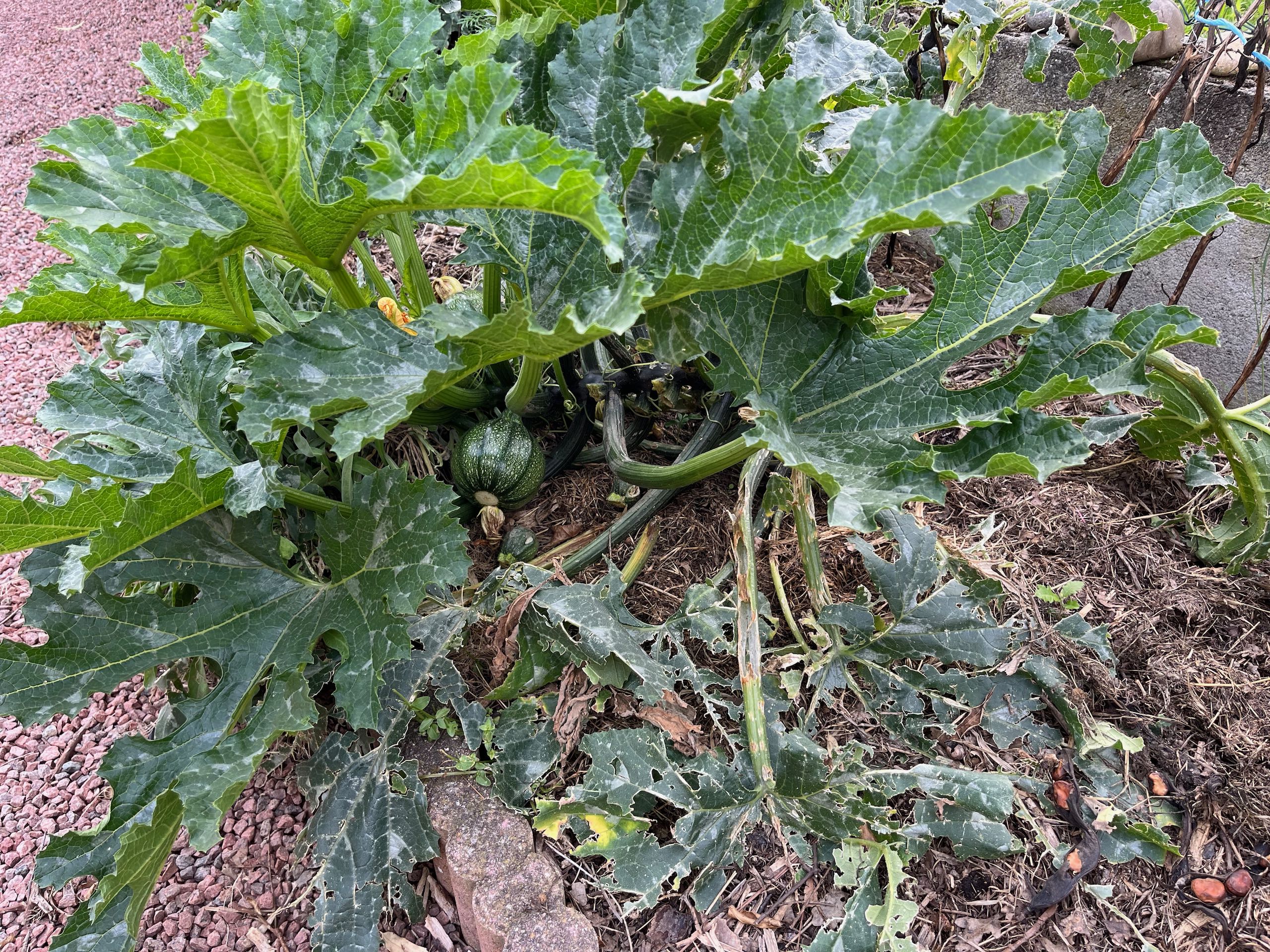 Mes légumes vont-ils mieux 2 semaines après la grêle ?