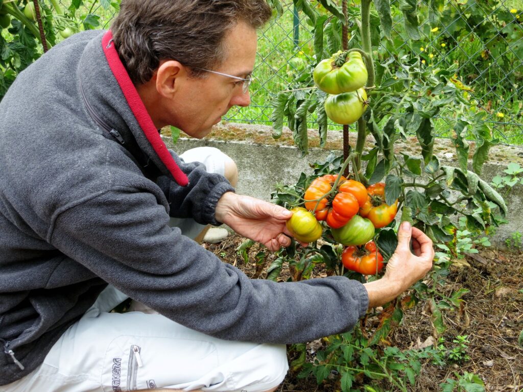 plant avec belles tomates en bas