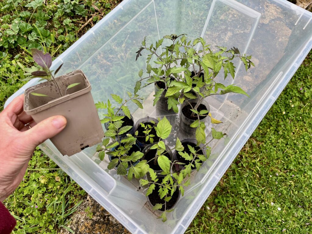 Jeunes plants tomates feuilles violettes