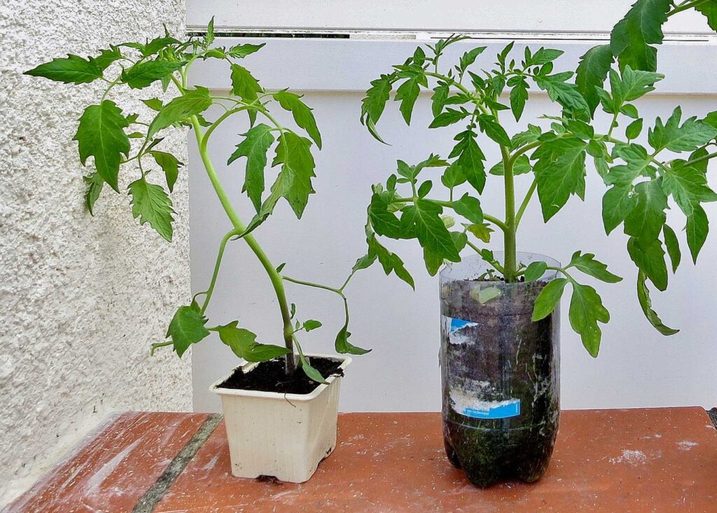 Comparaison plants de tomates