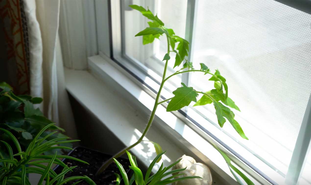 Plants de tomates filés : ce n’est pas qu’un problème de lumière