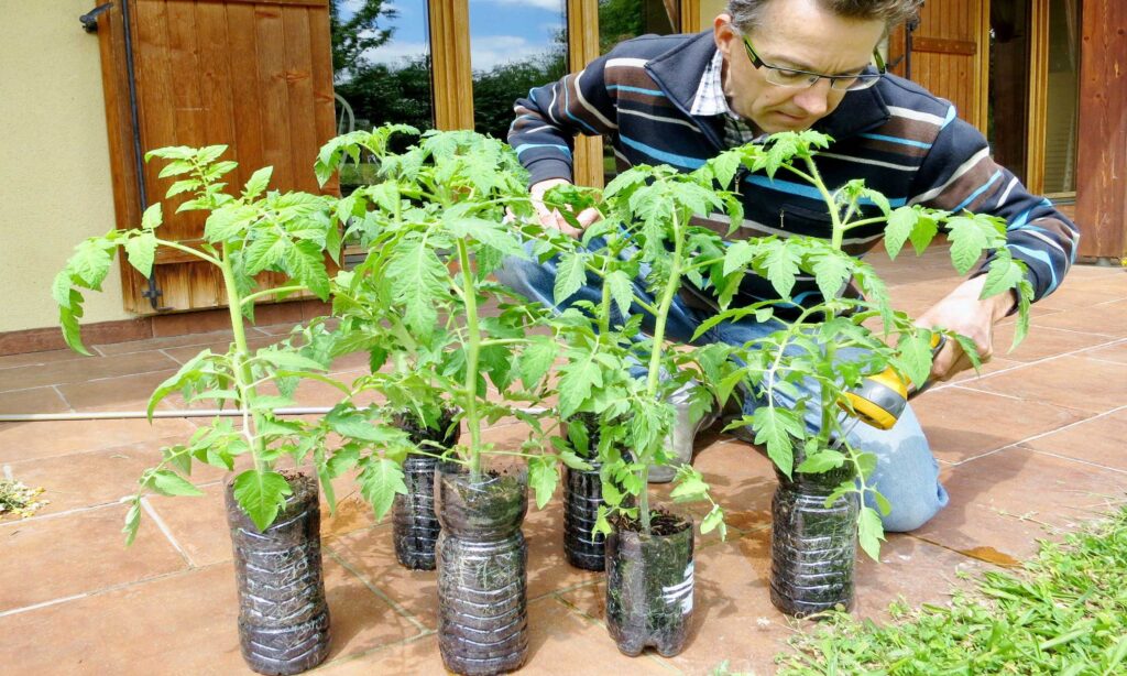 plants de tomates ont poussé trop au chaud dans la maison