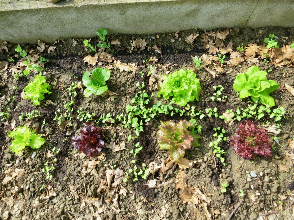 radis qui poussent au milieu de laitues